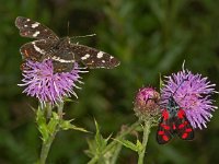 Zygaena filipendulae 37, Sint-jansvlinder, Saxifraga-Ab H Baas