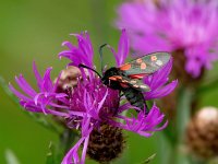 Zygaena filipendulae 44, Sint-jansvlinder, Saxifraga-Bart Vastenhouw