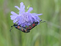 Zygaena filipendulae 59, Sint-jansvlinder, Saxifraga-Luuk Vermeer