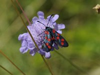 Zygaena filipendulae 62, Sint-jansvlinder, Saxifraga-Luuk Vermeer