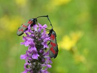 Zygaena filipendulae 64, Sint-jansvlinder, Saxifraga-Luuk Vermeer