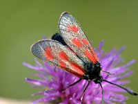 Zygaena loti 2, Saxifraga-Peter Gergely