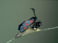 Zygaena trifolii 2, Vijfvlek-sint-jansvlinder, male, Saxifraga-Frits Bink