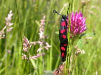 Zygaena trifolii 4, Vijfvlek-sint-jansvlinder, Saxifraga-Peter Meininger