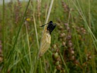 Zygaena trifolii 6, Vijfvlek-sint-jansvlinder, Saxifraga-Peter Meininger