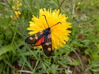 Zygaena trifolii 8, Vijfvlek-sint-jansvlinder, Saxifraga-Ed Stikvoort