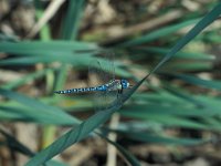 Aeshna affinis, Southern Migrant Hawker