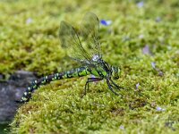 Aeshna cyanea 28, Blauwe glazenmaker, female, Saxifraga-Bart Heijne : 2024, Aeshna cyanea, Ede, blauwe glazenmaker, ei afzettend, eierleggend, insect, juli, libel, tuin, vijver, vrouw, zomer