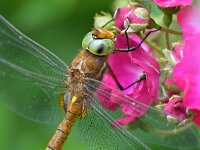 Aeshna isoceles 28, Vroege glazenmaker, Saxifraga-Tom Heijnen
