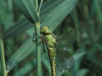 Aeshna viridis 4, Groene glazenmaker, Saxifraga-Robert Ketelaar