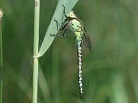 Aeshna viridis 7, Groene glazenmaker, male, Vlinderstichting-Jaap Bouwman : p