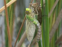 Anax imperator 1, Grote keizerlibel, ex larva, Saxifraga-Willem Jan Hoeffnagel  Minolta DSC