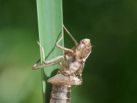 Anax imperator 5, Grote keizerlibel, larva, Vlinderstichting-Tim Termaat