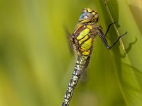 Dragonfly Perching on Grass  Male Hairy Dragonfly (Brachytron pratense) in National Park the Weerribben in the Netherlands : Aeshna, Damselfly, Netherlands, Overijssel, aeshnidae, animal, background, beauty, biology, body, brachytron, branch, brown, close-up, closeup, color, colorful, dragon, dragonfly, dutch, entomology, environment, eyes, fauna, fragility, garden, glassnijder, green, hunting, insect, invertebrates, life, macro, national, nature, odonata, park, perch, pratense, spring, summer, swamp, tails, transparent, water, weerribben, wieden, wildlife, wings, yellow