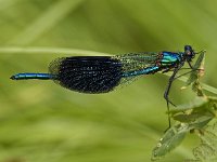 D_Weidebeekjuffer-M- #04 : Calopteryx splendens, Weidebeekjuffer, male
