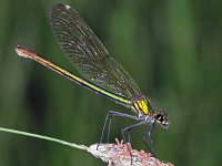 443N_06C, Weidebeekj-V- : Weidebeekjuffer, Waterston demoiselle, Calopteryx splendens, female