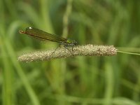 Weidebeekjuffer-V- #01 : Weidebeekjuffer, Waterston demoiselle, Calopteryx splendens, female