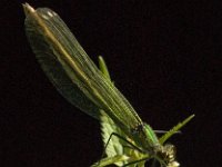 Calopteryx splendens 27, female, Weidebeekjuffer, Saxifraga-Jan van der Straaten