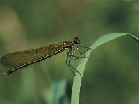 Calopteryx splendens 8, Weidebeekjuffer, female, Vlinderstichting-Harold van den Oetelaar