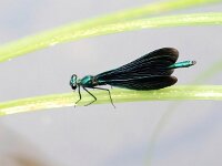 Calopteryx virgo 67, Bosbeekjuffer, Saxifraga-Bart Vastenhouw