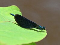 Calopteryx virgo 69, Bosbeekjuffer, Saxifraga-Tom Heijnen
