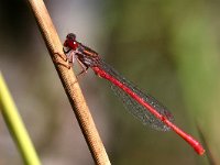 Ceriagrion tenellum, Small Red Damselfly