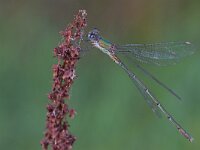 Chalcolestes viridis 59, Houtpantserjuffer, Saxifraga-Tom Heijnen