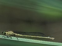 Coenagrion armatum 6, Donkere waterjuffer, female, Saxifraga-Robert Ketelaar