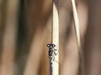 Coenagrion armatum 8, Donkere waterjuffer, male, Vlinderstichting-Antoin van der Heijden