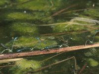 Coenagrion puella 16, Azuurwaterjuffer, Vlinderstichting-Antoin van der Heijden