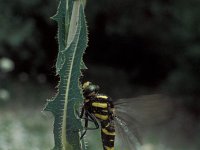 Cordulegaster bidentata, Two-toothed Gold-ringed Dragonfly