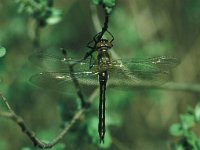 Cordulia aenea 11, Smaragdlibel, Vlinderstichting-Robert Ketelaar