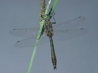 Cordulia aenea 8, Smaragdlibel, Saxifraga-Frits Bink