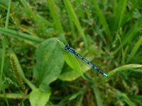 Enallagma cyathigerum 19, Watersnuffel, Saxifraga-Harry van Oosterhout : insect, libel, watersnuffel