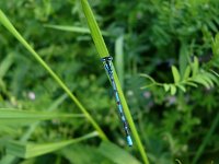 Enallagma cyathigerum 42, Watersnuffel, Saxifraga-Harry van Oosterhout : insect, libel, watersnuffel