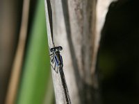Ischnura elegans 11, Lantaarntje, male, Vlinderstichting-Tim Termaat