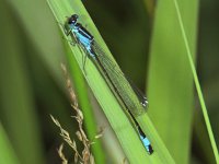 347_10, Lantaarntje : Lantaarntje, Blue-tailed Damselfly, Ischnura elegans, male