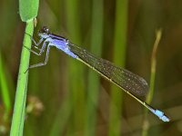 347_12, Lantaarntje : Lantaarntje, Blue-tailed Damselfly, Ischnura elegans, female, form violacea