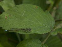 Ischnura elegans 30, male, Lantaarntje, Saxifraga-Jan van der Straaten