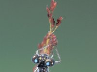 Ischnura elegans 5, Lantaarntje, Saxifraga-Frits Bink