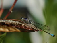 Ischnura elegans 8, Lantaarntje, Vlinderstichting-Jaap Bouwman