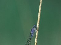 Ischnura elegans 9, Lantaarntje, Vlinderstichting-Robert Ketelaar