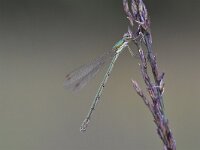 Lestes virens 31, Tengere pantserjuffer, Saxifraga-Luuk Vermeer