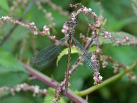 Lestes virens 46, Tengere pantserjuffer, Saxifraga-Tom Heijnen
