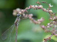 Lestes virens 47, Tengere pantserjuffer, Saxifraga-Tom Heijnen