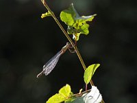 Lestes viridis 47, Houtpantserjuffer, Saxifraga-Hans Dekker