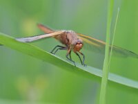 Libellula fulva 40, Bruine korenbout, Saxifraga-Tom Heijnen