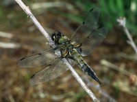 441N_34C, Viervlek-M-jong : Viervlek, Libellula quadrimaculata, Four-spotted Chaser male, jong