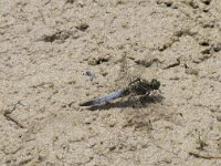 Orthetrum cancellatum 49, Gewone oeverlibel, Saxifraga-Willem van Kruijsbergen