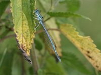 Platycnemis pennipes 9, Blauwe breedscheenjuffer, male, Vlinderstichting-Tim Termaat